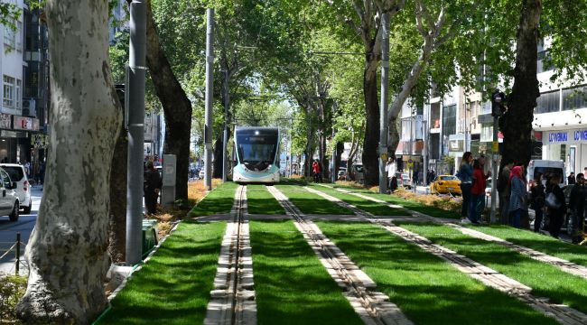 Asırlık çınarlar koruma altında