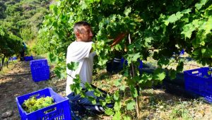 Dünyaca Ünlü 'Misket Üzümü' Artık Anavatanında Hayat Buluyor