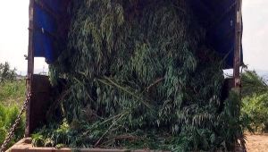 Hint Kenevirini Biber Tarlasına Ektiler