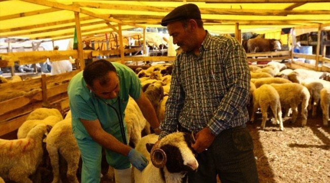 Kurbanlık Alırken Dikkat Edilmesi Gerekenler!