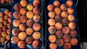 Şeftalide rekor geldi