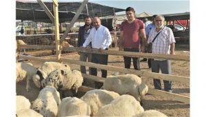 Çiğli, Kurban Bayramı'na Hazır