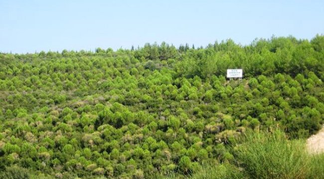 Ege Orman Vakfı'nın Diktiği Fidan Sayısı 9 Milyonu Geçti