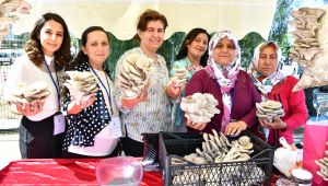 Kirazlı Kadınların Hedefi: 20 Ton İstiridye Mantarı