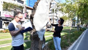 Anıt Ağaçlara Gençlik Aşısı