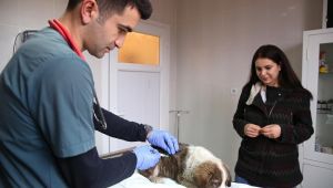 14 Bin 150 sokak hayvanı tedavi edildi