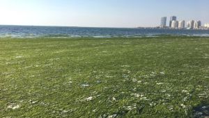 İzmir Körfezi'nde Ürküten Görüntü