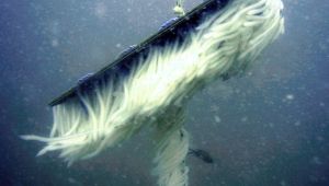 Kalamarlar yok olmasın diye!