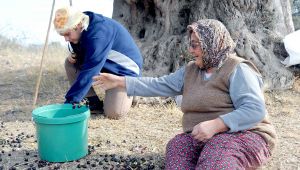 Yarım Litre Zeytinyağı 30 Bin Liraya Satıldı