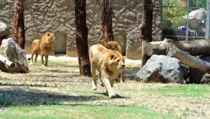 Doğal Yaşam’ın sultanı: Selma