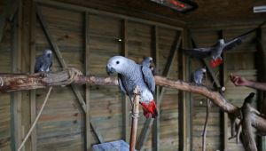 Kaçak papağanlar Karşıyakalı oldu