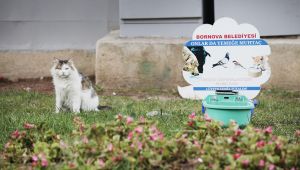 Sokak hayvanlarına Belediye şefkati