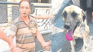Sokak köpeği sapığı yakalattı! 10 yaşındaki çocuğu...