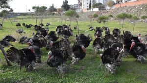 Yeni Yıl Yaklaşırken Hindi Satışları Arttı