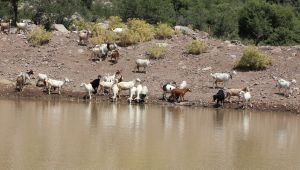 Büyükşehir'den "yaşam vahaları"