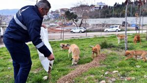 İzmir sokak hayvanlarını unutmadı