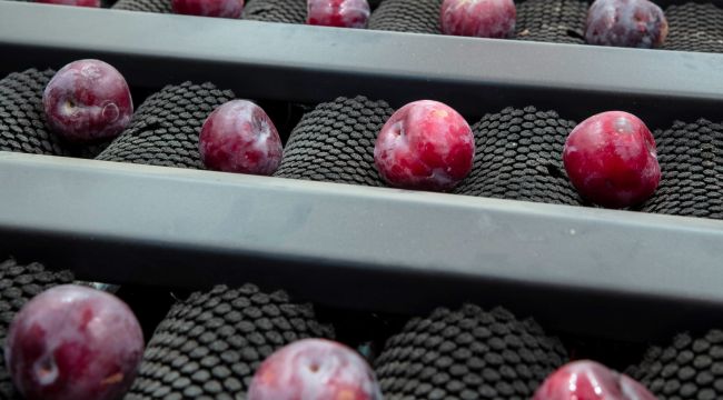 İzmirli üreticinin yüzü gülüyor