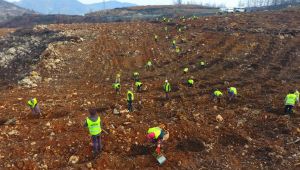 Yanan orman alanları tekrar yeşilleniyor