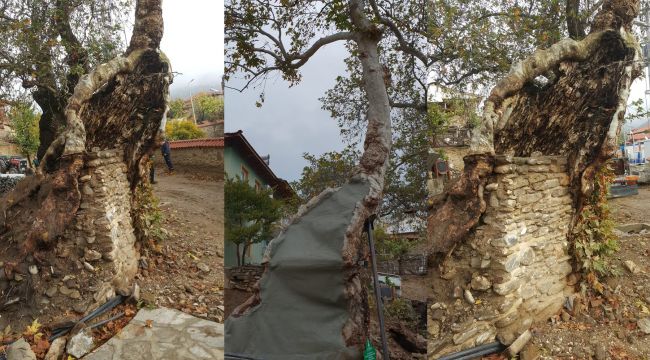 Yüzyıllık çınar hayata döndü!