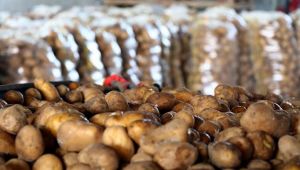 Patates üreticileri, 'İthalata gerek yok!