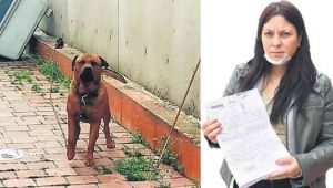 Yine Pitbull saldırısı! Yer Menderes...