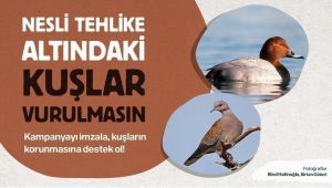 CHP'li Bakan'dan av komisyonuna çağrı