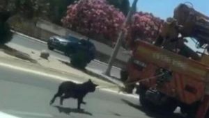 Sosyal medyada tepki çeken görüntü! Vince bağlı köpeği fark etmemiş