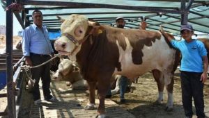 İzmir'de 1.2 tonluk dana alıcısını buldu