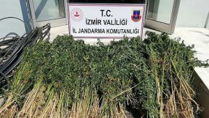 İzmir'de 4 bin 200 kök Hint keneviri ele geçirildi!