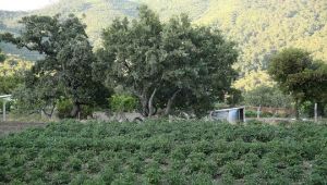 Karşıyaka Belediyesi "Yamanlar Domates"ini hayata döndürecek