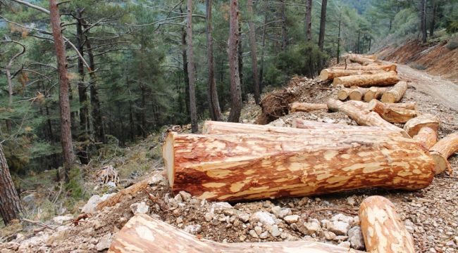Buca Kaynaklar’da ağaç katliamı