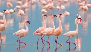 İzmir Kuş Cenneti'nde Flamingo yavruları halkalandı