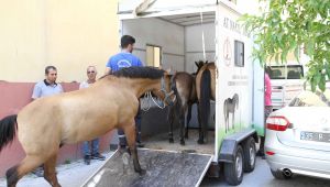 Karşıyaka'da vatandaşlardan çok şikayet alan başıboş atlar için çalışma yapıldı