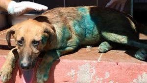 Kesici aletle vücuduna "it" yazılan köpek tedavi altına alındı