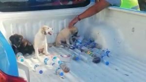 Buca'da yavru köpekler kurtarıldı