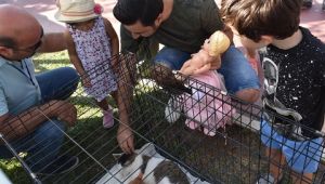 Çiğli'de festivale yoğun ilgi... Hayvanlar sahiplendirildi!