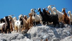 Karaburun Fok Komitesi: "Daha etkili doğa koruma için daha güçlü bir kurumsal yapı istiyoruz"