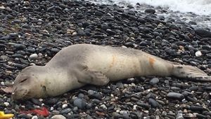 Karaya vuran yavru fok öldü!