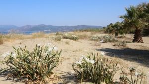 Efes Selçuk Belediyesi zambaklarına sahip çıktı