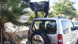 İzmir'de başıboş keçiler araçlara zarar verdi!