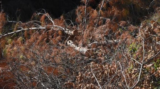 İzmir'in akciğerleri rantçılara teslim!