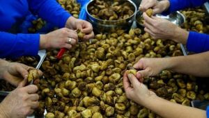 Vekil Sertel üreticinin mağduriyetinin giderilmesi için 'Meclis Araştırması' istedi