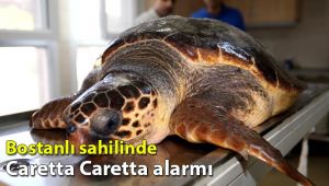 Bostanlı sahilinde caretta caretta alarmı