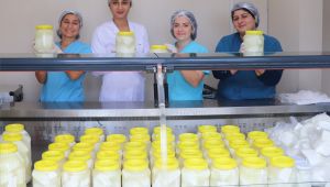 Karaburun'da 'Keçi Peyniri' için kollar sıvandı