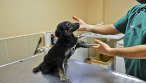 Narlıdere'de sokak hayvanlarının sağlığı koruma altında