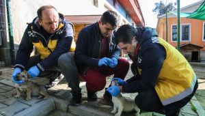 Buca veterinerliğinden kırsala uyuz çıkarması