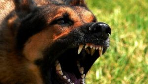 Menemen Belediyesi'nden flaş hamle! O köpekler toplatılıyor