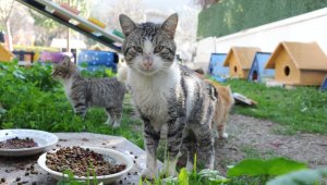 Balçova'da Pati Park açıldı