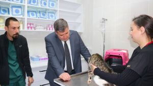 Çeşme’de sokak hayvanları için veteriner kliniği açılıyor!