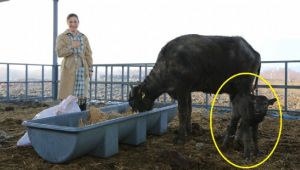 Selçuk’ta yarım asır sonra ilk manda yavrusu